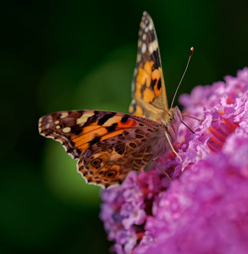 Ilmainen kuvapankkikuva tunnisteilla bokeh, hyönteinen, kukka