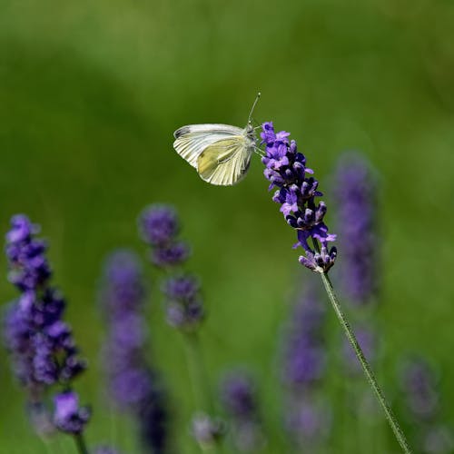 Weißer Und Schwarzer Schmetterling Thront Auf Lila Blume In Der Nahaufnahmefotografie