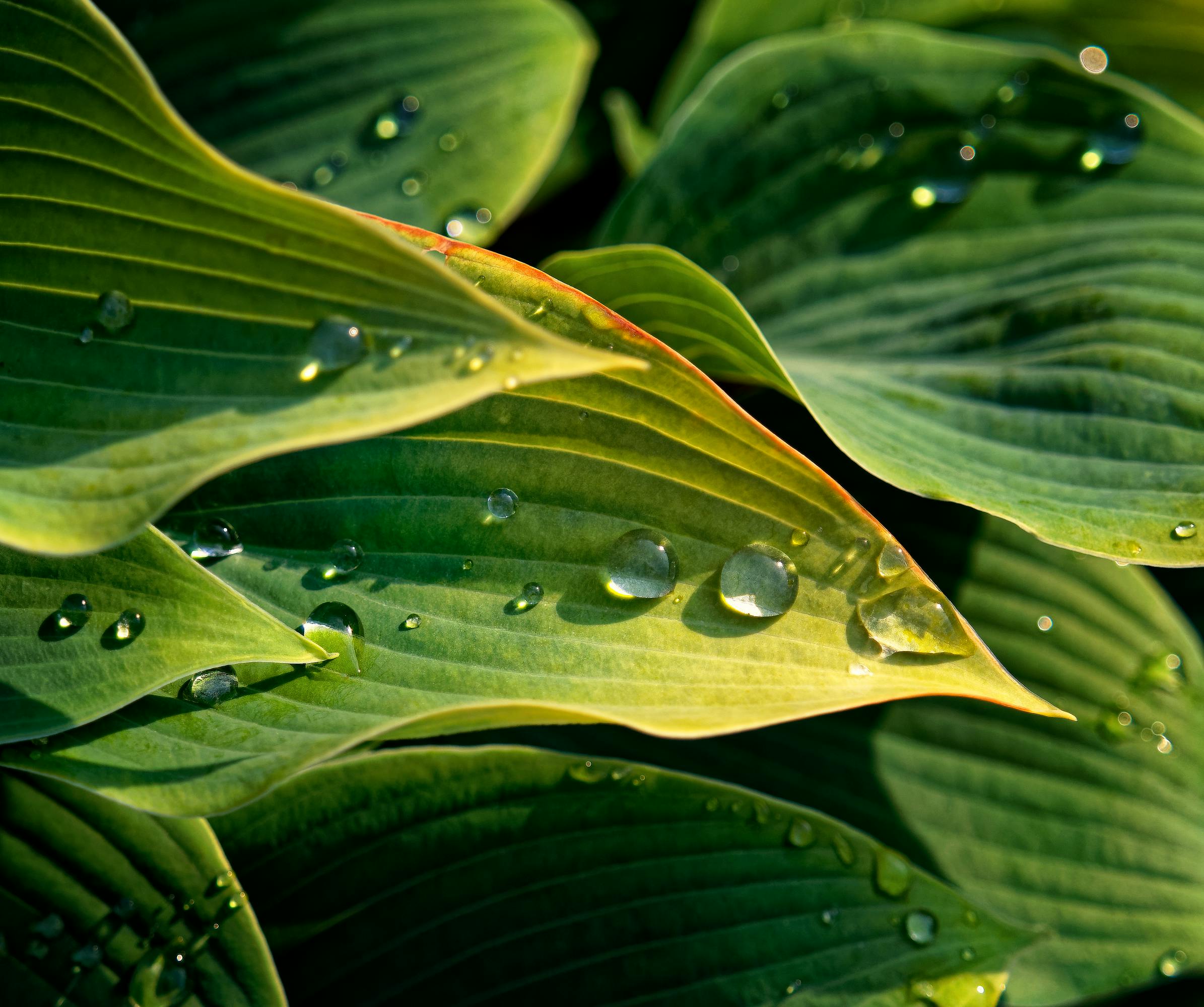 Correção: Como lipopeptídeos remodulam membranas para ativar imunidade em plantas