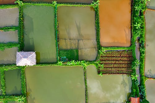 Top view of various colorful wet agricultural rice plantations with green plants and building located on sunny farmland in countryside