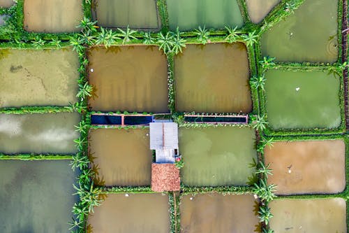Top view of small building surrounded with various wet agricultural rice fields with green plants in suburb area on summer day