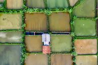 Top view of small building surrounded with various wet agricultural rice fields with green plants in suburb area on summer day
