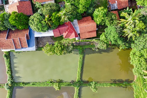 Small village near rice fields