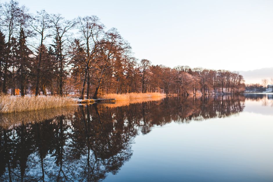 A tranquil lake reflects bare winter trees under a clear sky, epitomizing serene nature.