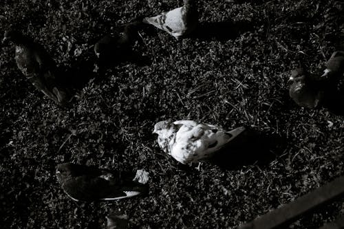 Pigeons Walking on Ground