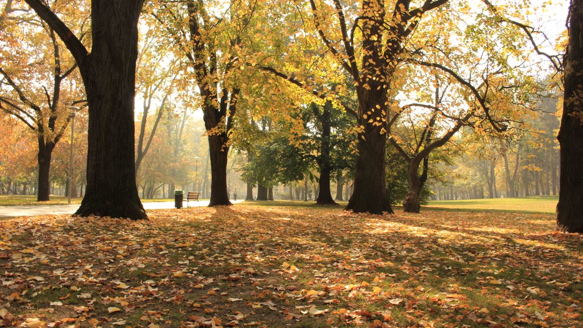 Fallen leaves on grassy ground near golden trees growing in peaceful park in autumn