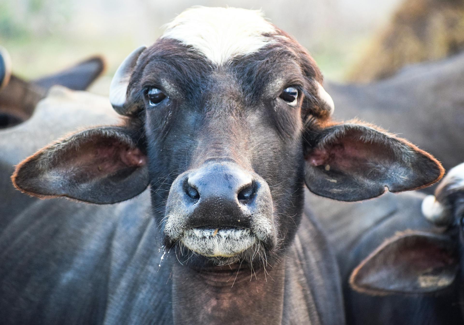 Free stock photo of animal, animal photography, buffalo