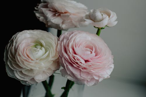 Bouquet of aromatic delicate light pink ranunculus flowers placed in glass vase in room