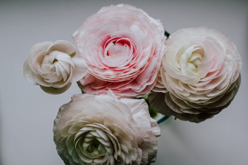 Top view composition of fragrant white and pink ranunculus flower buds on white background