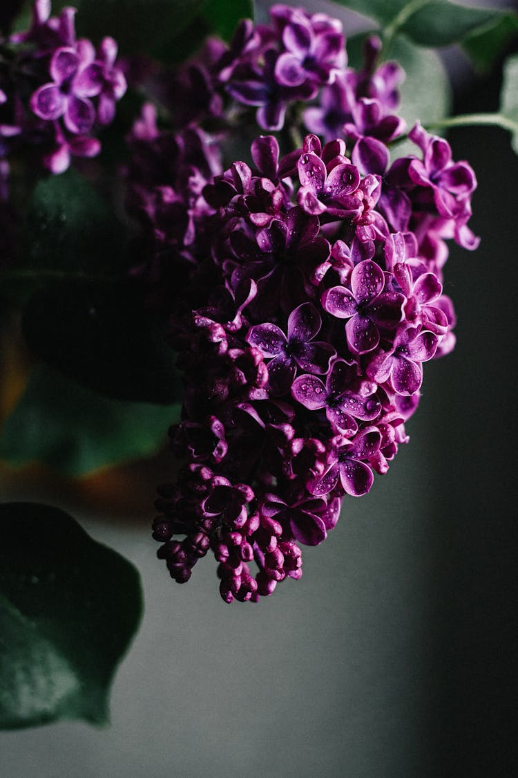 Bunch Of Fragrant Purple Lilac Flowers In Room