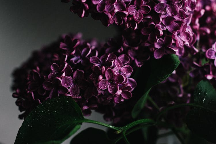 Lush Purple Lilac Flower Covered With Dew In Room