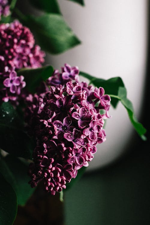 Free Beautiful delicate purple lilac flowers with dew on petals blossoming in dark room Stock Photo
