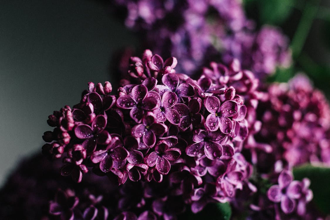 Free Blooming lilac flower with dew on petals Stock Photo