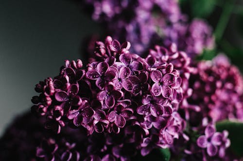 Blooming lilac flower with dew on petals