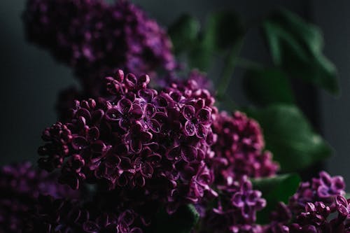 Free Gentle fragrant lilac flowers with dew on violet petals spreading pleasant scent in dark studio Stock Photo