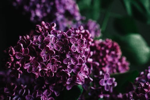 Free Lilac flowers with dew on purple petals Stock Photo