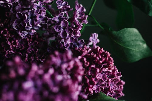 Closeup tender lilac flowers covered with clean dew on violet petals and leaves blooming in dark studio