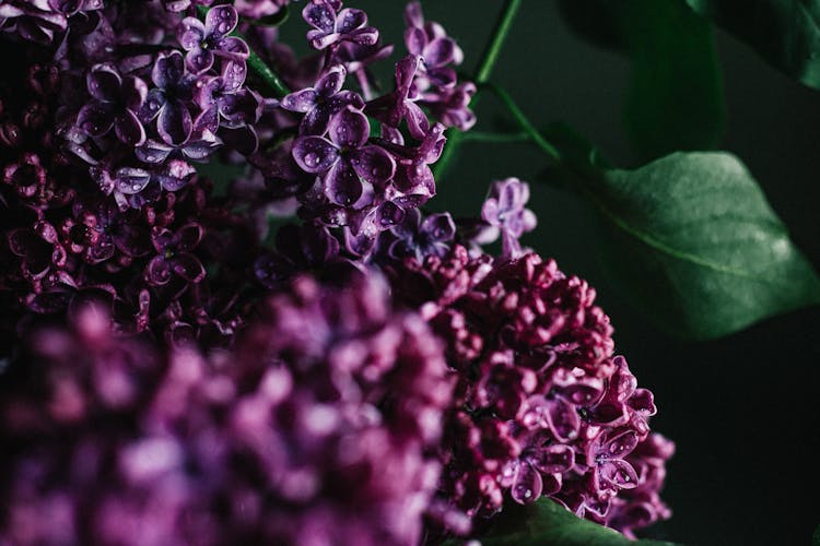 Delicate Purple Lilac Flower With Dew On Petals And Leaves