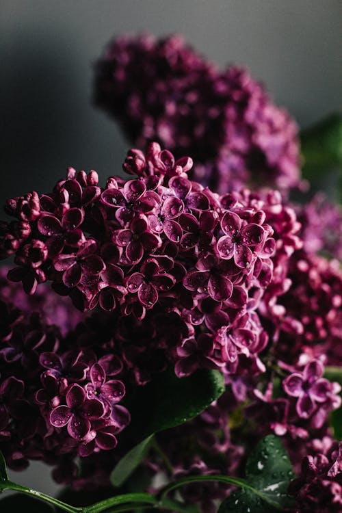 Free Delicate lilac flowers in dark room Stock Photo