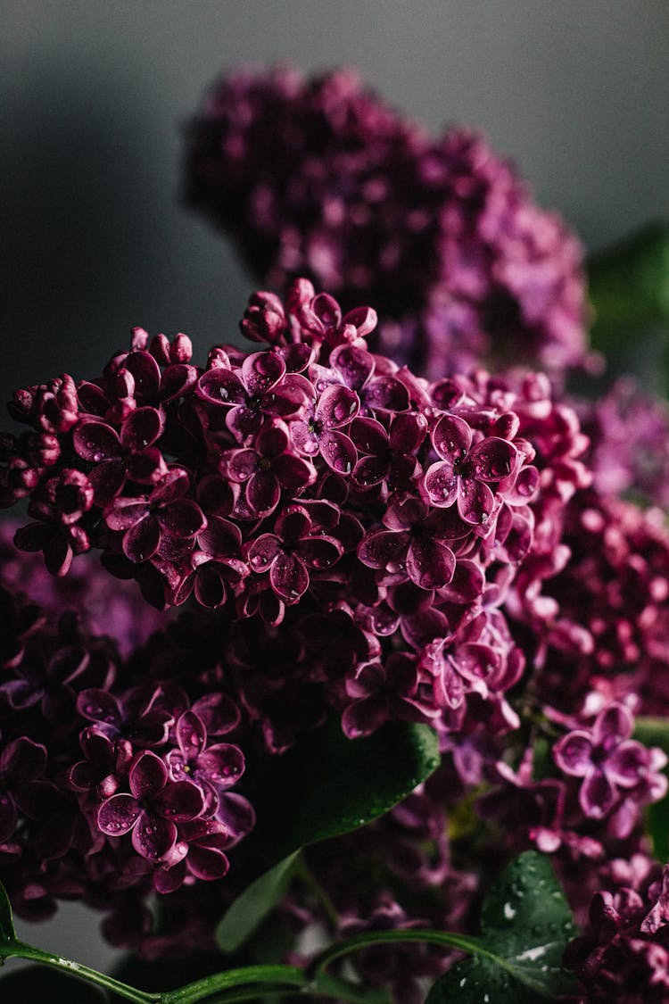 Delicate Lilac Flowers In Dark Room