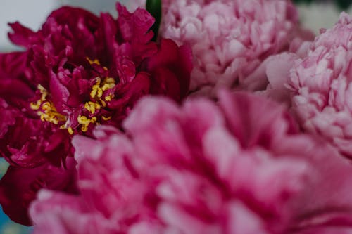 Full frame delicate fragrant peony flowers with tender pink petals placed in studio