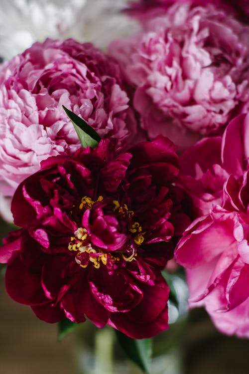 From above bouquet of beautiful pink peony flowers in vase in light room