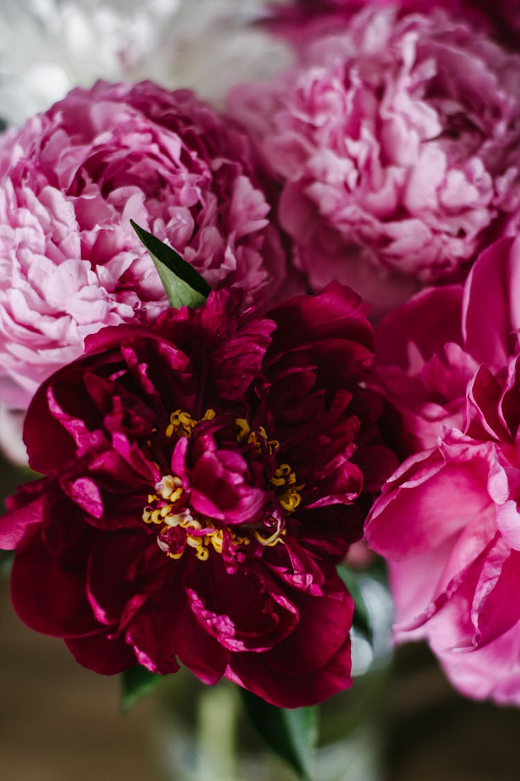 Bunch Of Fresh Pink Peony Flowers In Studio