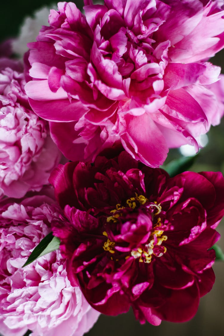 Bright Pink Peony Flowers In Studio