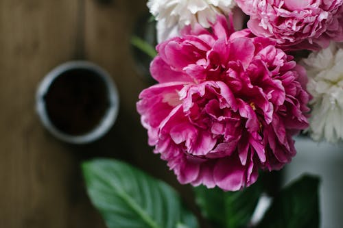 Free Top view composition of fragrant pink peony flower bud blossoming on table near cup of tea Stock Photo