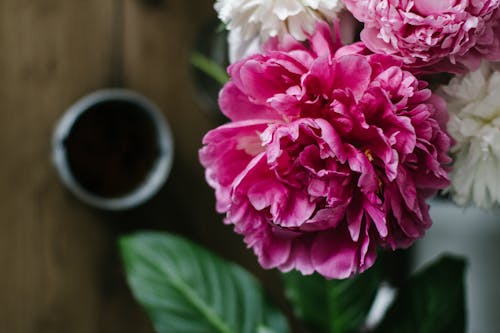 Top view composition of fragrant pink peony flower bud blossoming on table near cup of tea