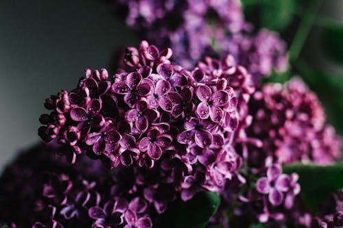 Free Delicate lilac flowers blooming in dark studio Stock Photo
