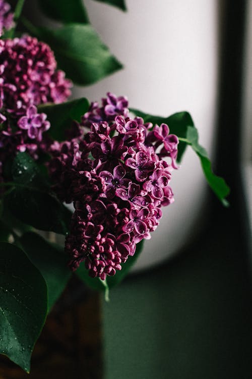 Free Delicate lilac flowers bunch with fragile purple petals placed for decoration in dark room Stock Photo