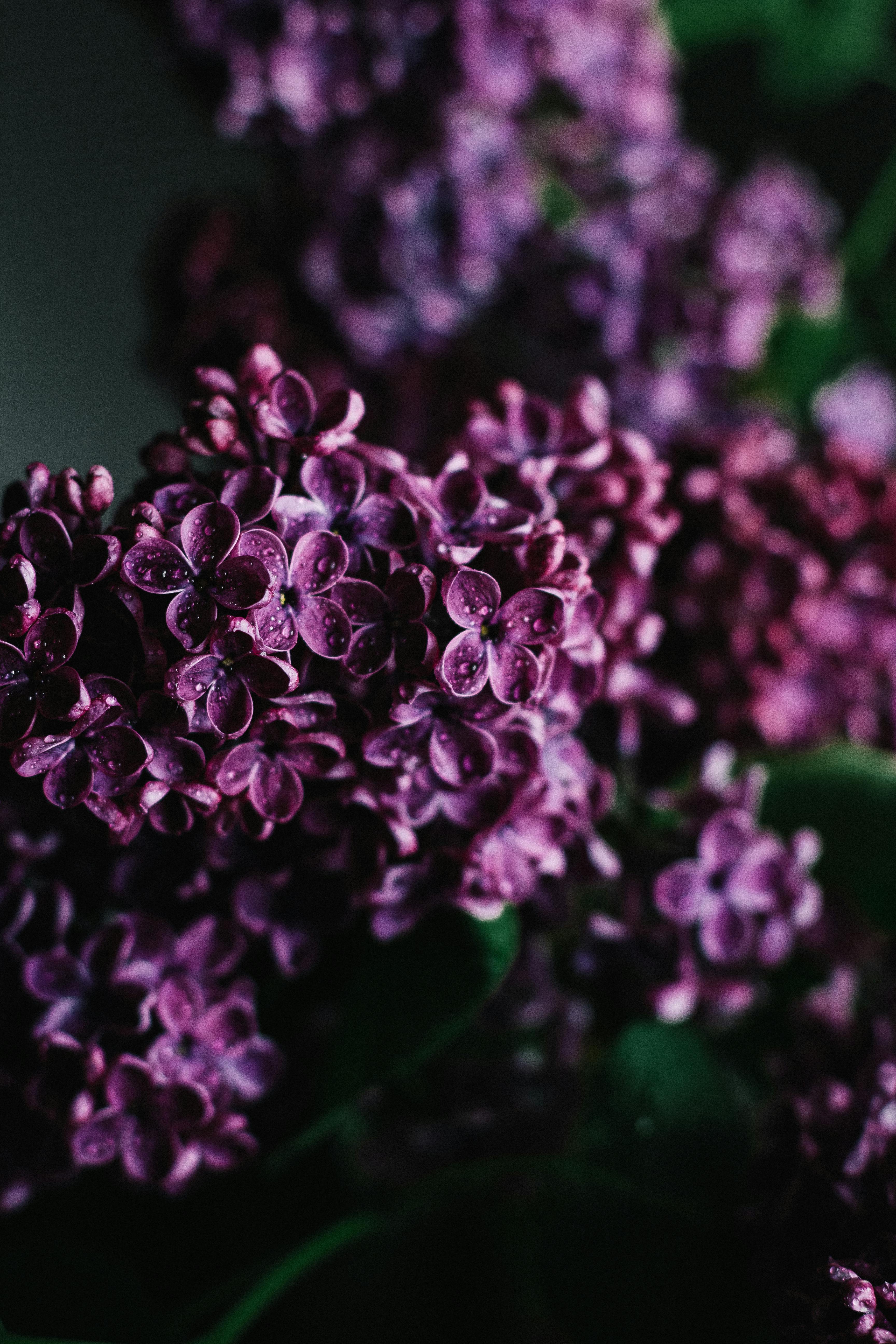 Blooming purple lilac tree branch with cold dew on petals blossoming in dark spring garden