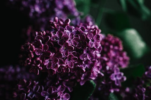 Beautiful fragrant lilac tree flowers with cold dew on petals blossoming in dark garden