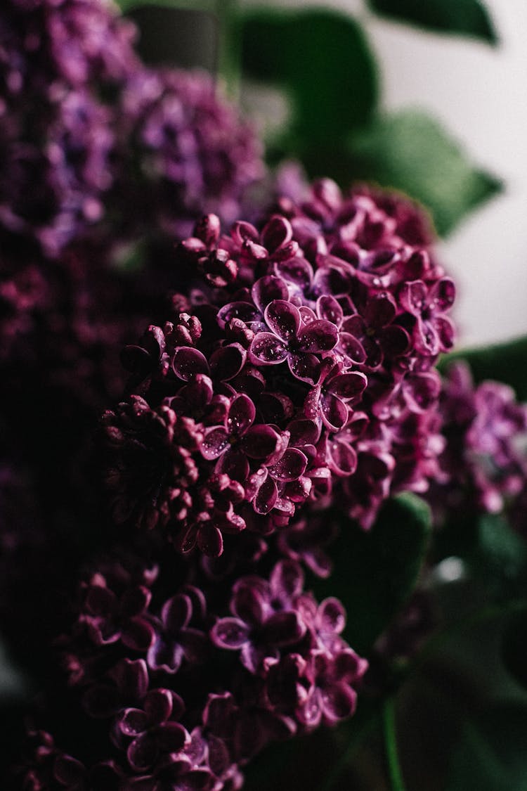 Bunch Of Blooming Lilac Tree In Dark Studio