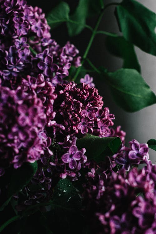 Free Delicate aromatic lilac flowers with tender purple petals on green twig in dark room Stock Photo