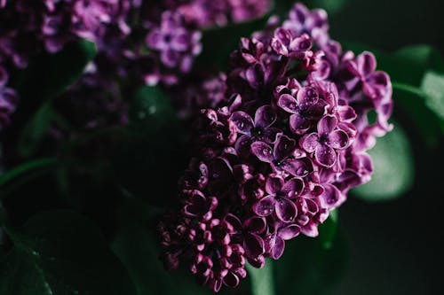 Blooming lilac tree branch with dew in dark garden