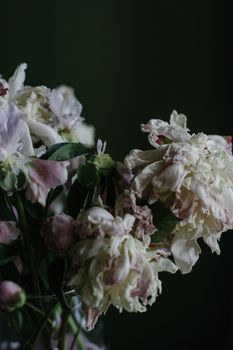 Bunch of decaying white peony flowers in vase