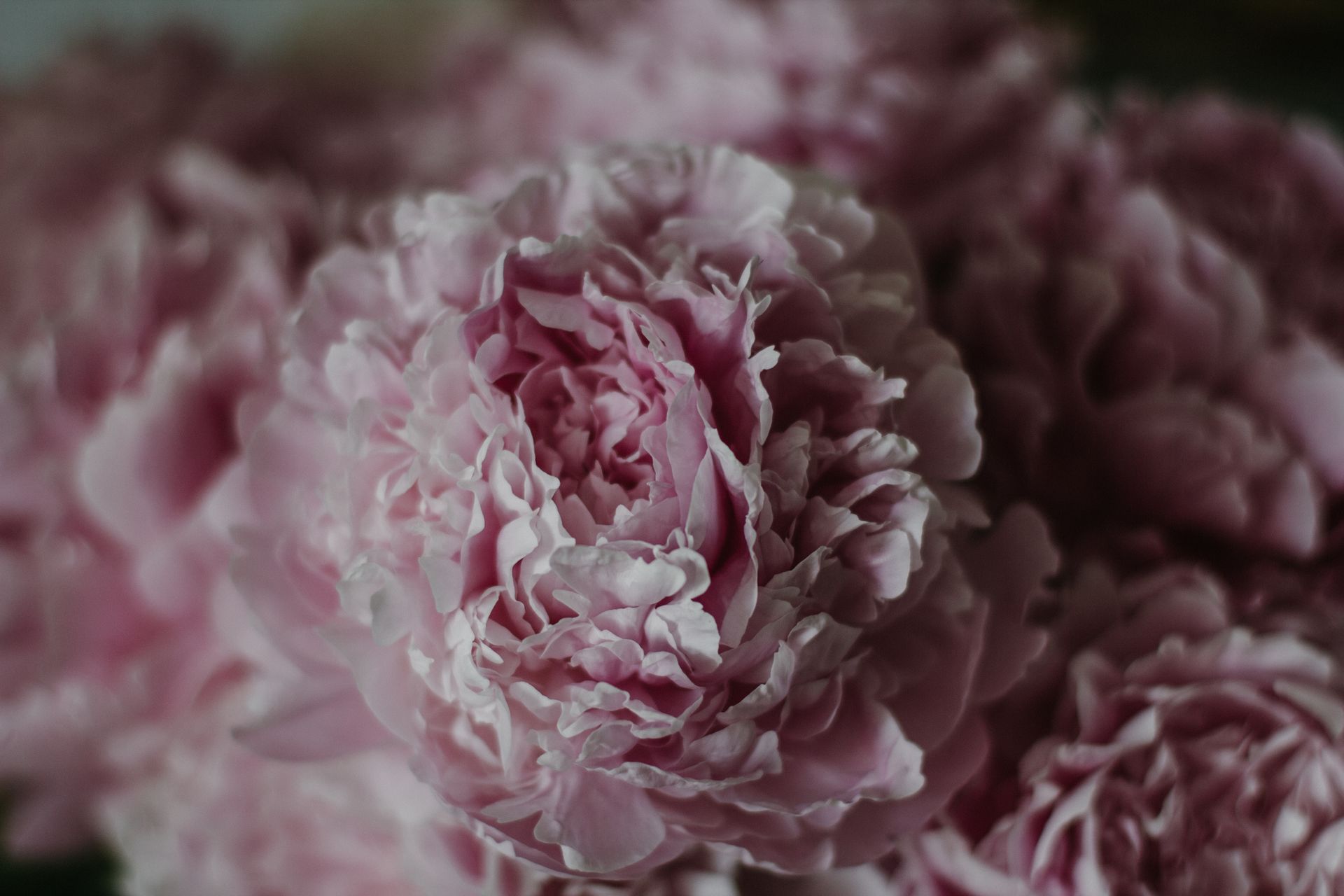 From above full frame tender peony flower buds of light pink color in dark room