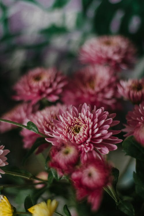 Blooming pink chrysanthemum flowers in garden