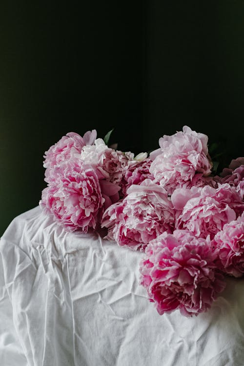 Pink delicate flowers of peony composed on table with white crumpled tablecloth on black background