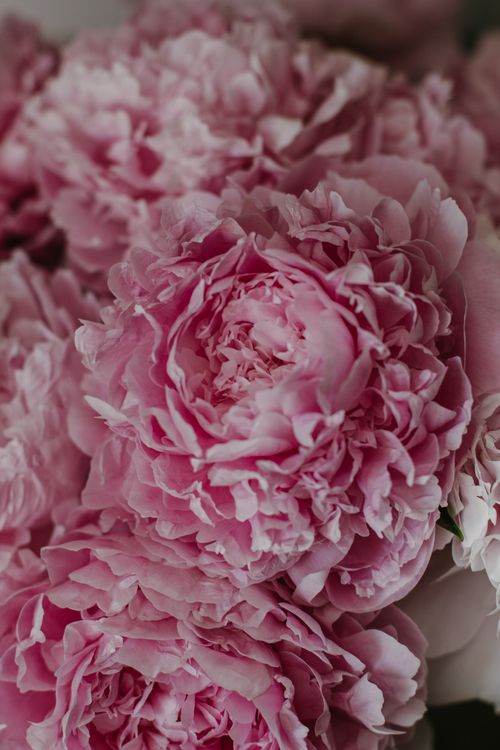 Free From above of gentle blooming flowers of peony with delicate petals in daytime Stock Photo