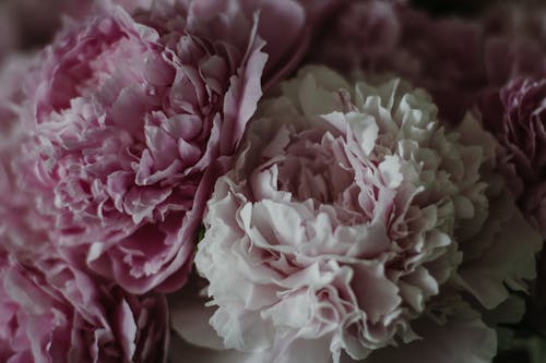 High angle of gentle pink petals of blooming peonies with lush buds in bouquet