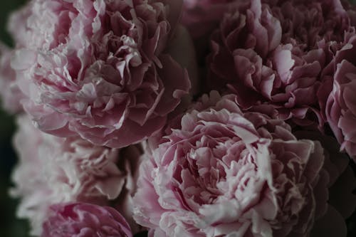 Blooming peony with thin petals bouquet
