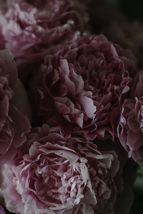 High angle of gentle fragrant fresh pink blooming peonies composed in floral bunch