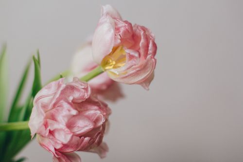 Free Tender pink tulips with pink petals on thin stems for March 8 against gray background Stock Photo
