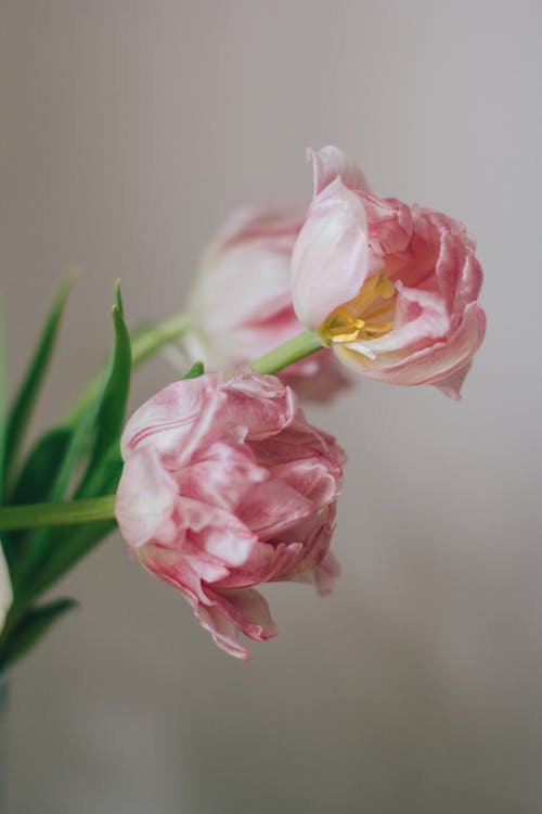 Free Bouquet of fresh pink flowers on green stems for 8 March holiday concept on blurred gray background Stock Photo