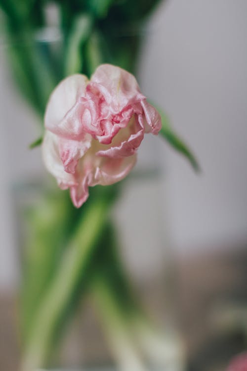 High angle of tulips with textured petals on bud in water for occasion