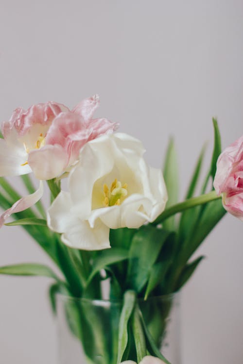 8 mart, armağan, aroma içeren Ücretsiz stok fotoğraf