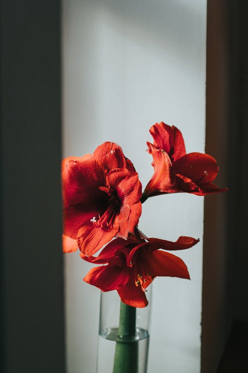 High angle of amaryllis flower with big buds in transparent vase with water in daylight